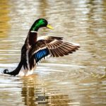 Canard colvert (mâle)