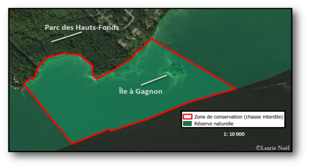 La chasse à la sauvagine – Fondation québécoise pour la protection du ...