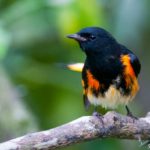 Observation et identification des oiseaux