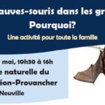 Des chauves-souris dans les greniers? Pourquoi?