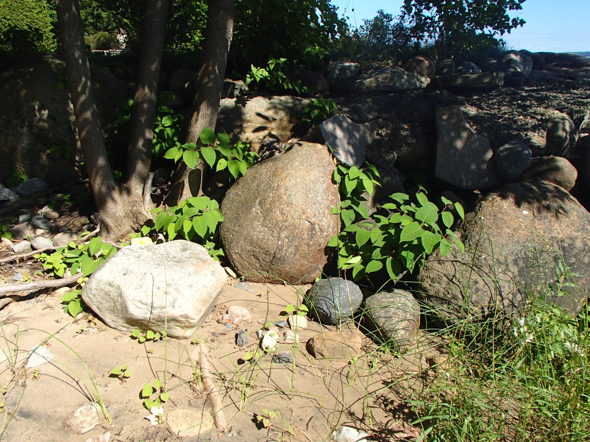 Parc des Hauts-Fonds espèces envahissante